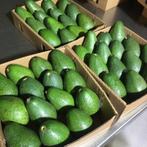 Hass, Jumbo, Fuerte & Tinger or Normal Avocados