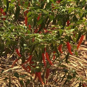 Cayenne Pepper(Dry)