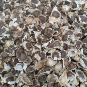 Moringa Seeds (Superfood)