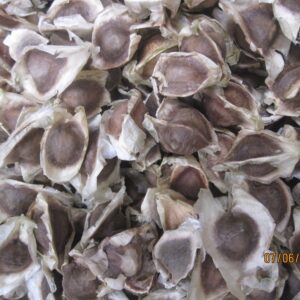 PERMA ORGANIC MORINGA SEED