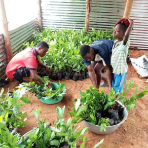 PERMA ORGANIC MORINGA LEAVES