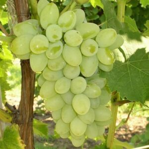 Table Grapes – White superior