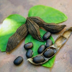 Mucuna Pruriens Seeds (Velvet Beans)