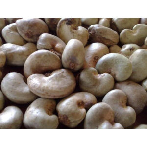 Raw Cashew Nut