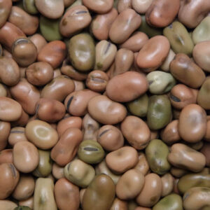 Faba Beans