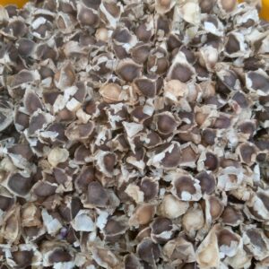 Moringa Seeds
