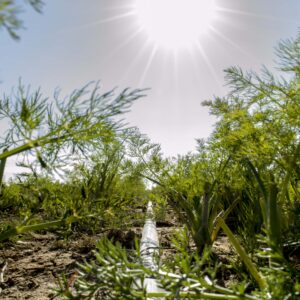 Dried Herbs and Spices