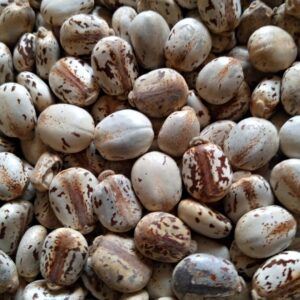 Castor Seeds