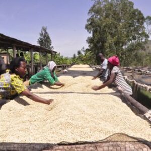Gold Kivu Coffee
