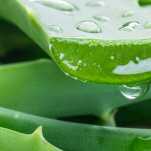 Aloe Vera Gel & Pulp