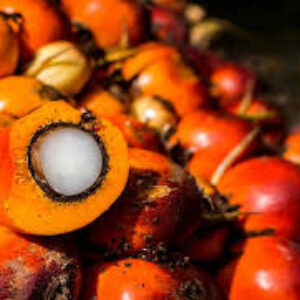 Oil Palm