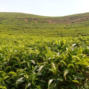 MUSHUBI TEA COMPANY LTD