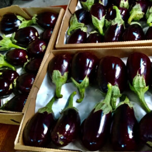Purple EggPlants