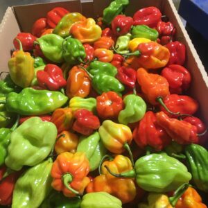 Hot Pepper