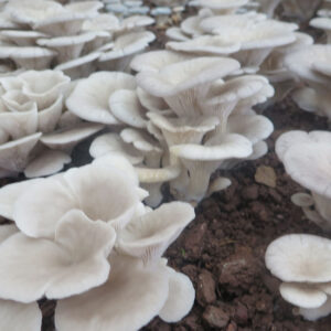 Oyster Mushroom