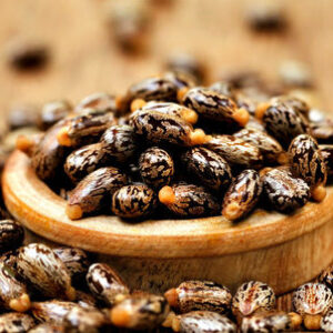 Castor Seeds