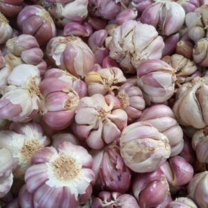Fresh Garlic