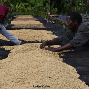 Jordani Coffee (Green)