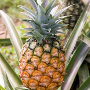 Fresh Pineapple
