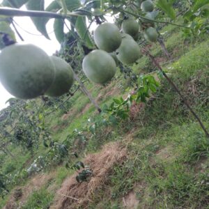 Passion fruit