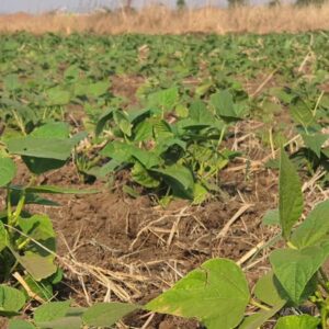 Dark red kidney beans