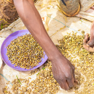 Organic Castor Beans