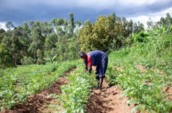 The Future of African Agriculture: Nurturing a Sustainable Food Revolution